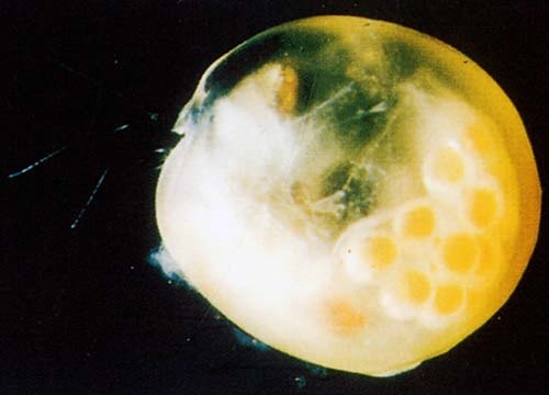 <em>Gigantocypris</em> with embryos, a translucent myodocopid from the Atlantic Ocean.