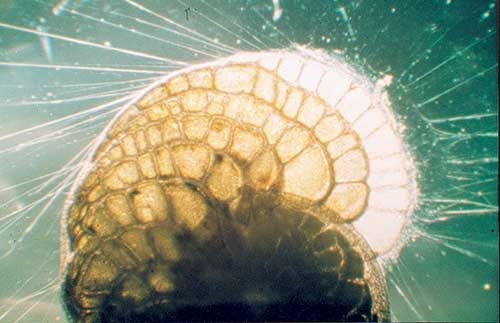 Heterostegina depressa during chamber formation. Note the protoplasm extruded into long filaments.
