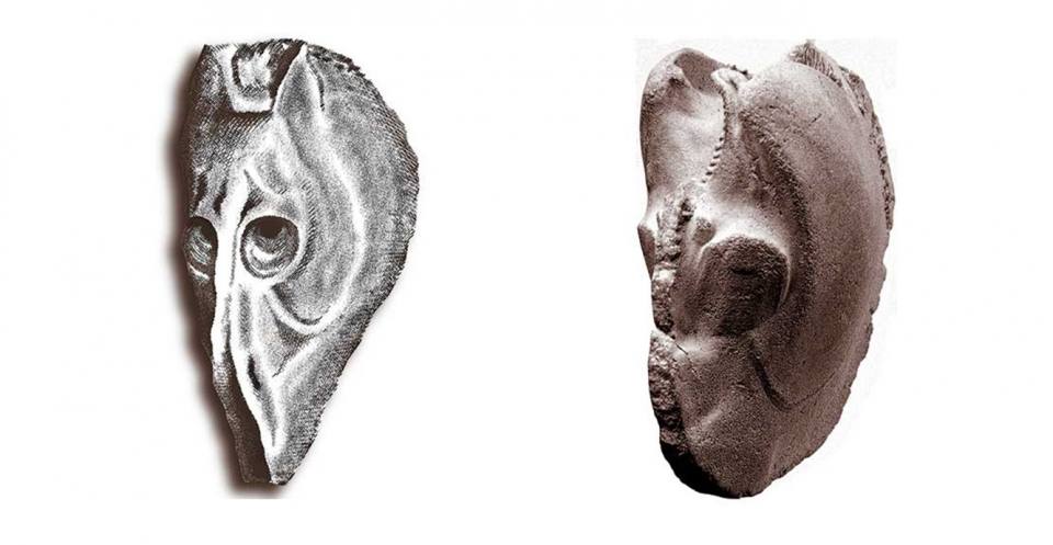 l"Horse’s head" (left), The bivalve Myophorella (right).