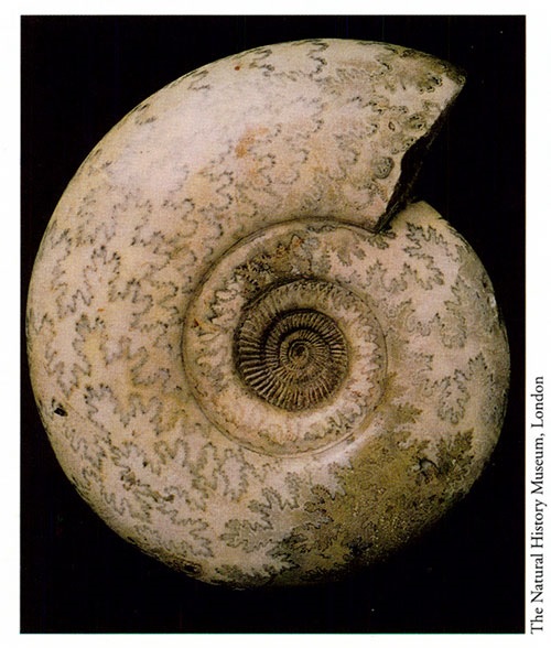 Jurassic ammonite showing sutures.