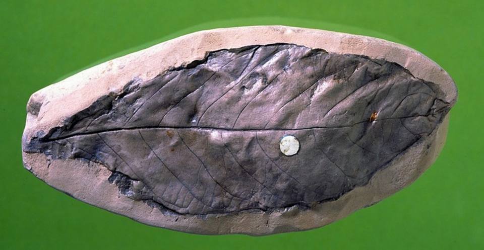 This laurel leaf fossil, from the Isle of Wight, shows veins that are clearly visible. The fossil was probably similar to leaves of today i.e. leathery, shiny and containing aromatic oil. 