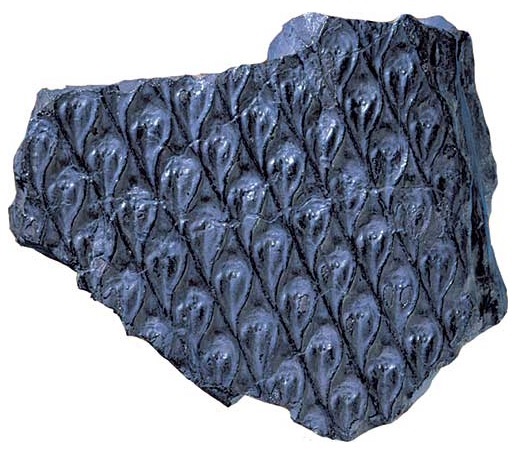 A small piece of Lepidodendron trunk, a giant club moss of the Carboniferous period.