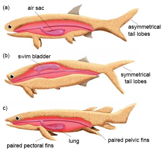 Living bony fish, teleosts and lobe-finned fish have, respectively, air sacs, swim bladders and lungs. Their fossil relatives such as Palaeoniscum (a), Thrissops (b) and Dipterus (c) are believed to have been similar.