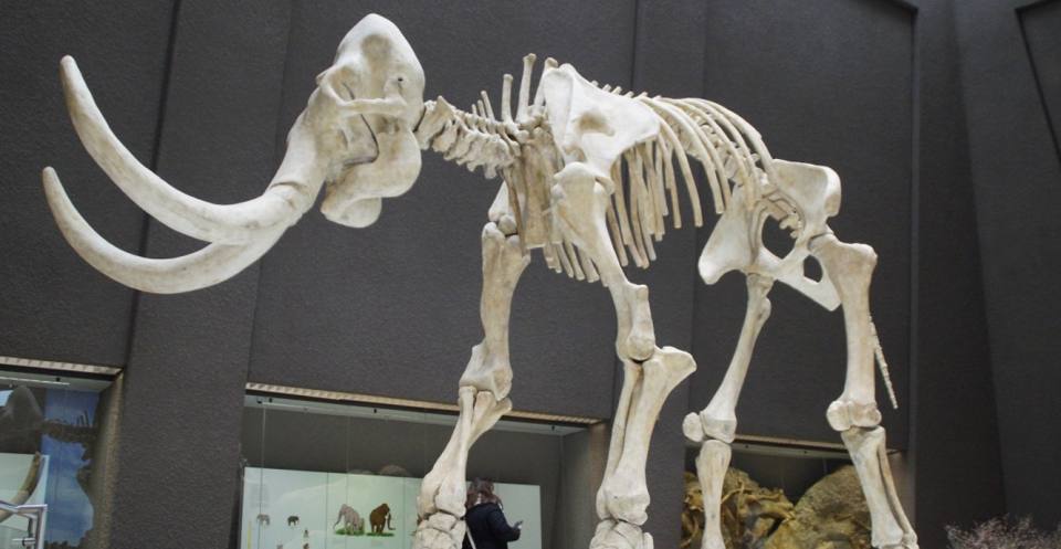 During the warm periods, lions, hippo and rhino lived in Britain, but when the tundra developed, mammoth, bison, wolves and giant elk lived here. The last glaciation in Britain ended about 10,000 years ago.