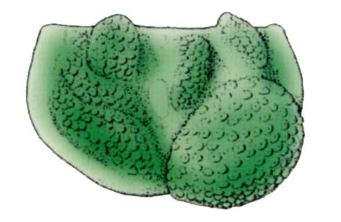 Palaeocopids had thick valves with lobes, tubercles and, sometimes, a frill (or vellum) around the ventral margin. Some had large brood pouches.