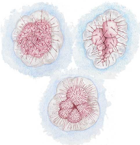 Planktonic foraminifera lived in the photic zone (less than 200 metres deep), near the ocean surface during the late Cretaceous. Globotruncana (left), Globigerinelloides (bottom) and Heterohelix (right).