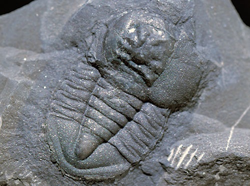 Pricyclopyge, un trilobite aux grands yeux et à la vision tout en rondeur qui a probablement nagé plutôt que de ramper sur le fond marin. (x2.5).