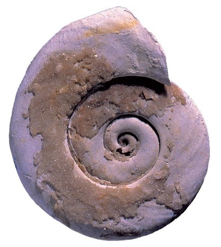 Pulmonate, fresh water Planorbina from the Oligocene of the Isle of Wight. Living species of this basommatophorean gastropod are able to secrete threads which are attached to objects and used by the animal to ascend and descend through the water.