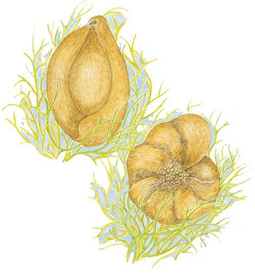 Quaternary miliolid, Quinqueloculina (left) and rotaliid Elphidium (right) lived on weeds in Arctic shallow marine waters.