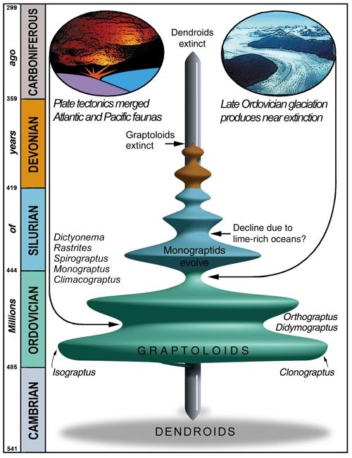 The history of graptolites (dendroids and graptoloids) and their diversity related to global events. The geological position of illustrated specimens are shown in italics.