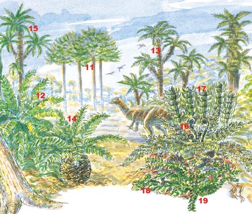 Wealden woodlands: Mesozoic plants in an early Cretaceous landscape (130 million years ago): conifers (<em>Pseudofrenolopsis</em> 11), cycads (<em>Nilssonia</em> 12), cycad-like plants (<em>Otozamites</em> 13) and (<em>Pseudocycas</em> 14), and tree ferns (<em>Tempskya</em> 15) abound. Small ferns like <em>Weichselia</em> (16) form the undergrowth. Horsetails (<em>Equisetites</em> 17), non-vascular liverworts (<em>Hepaticites</em> 18) and clubmosses (<em>Selaginellites</em> 19) grow in the wetter areas. The herbiverous dinosaur <em>Iguanadon</em> feeds on the Wealden plants.