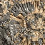 Ammonite p815563