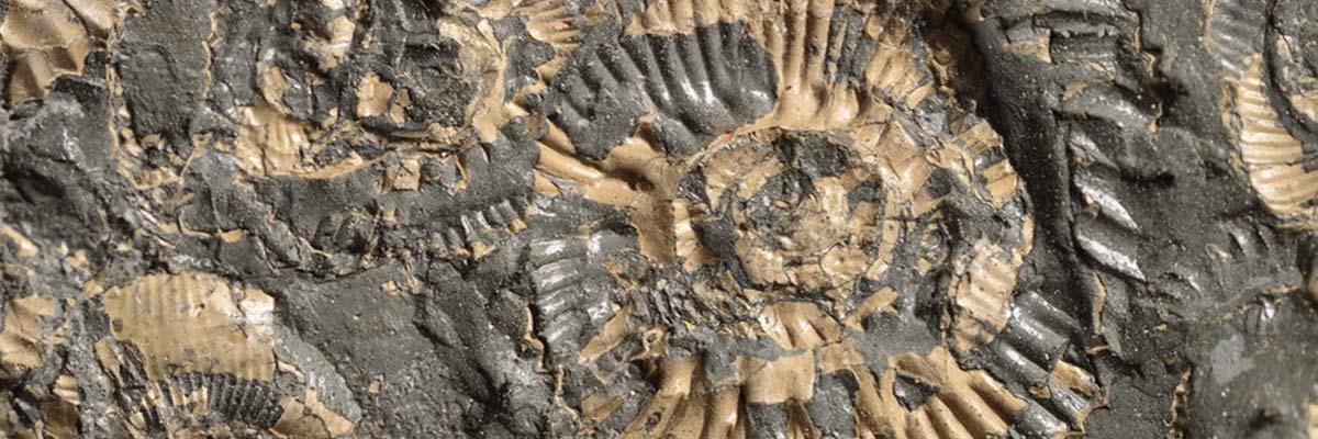 Ammonite p815563