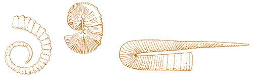 The coiled shell is generally the only part of the ammonite to be preserved as a fossil.