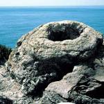 A 'crow's nest', from the Latest Jurassic Fossil Forest at Lulworth Cove, Dorset.