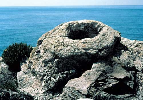 A 'crow's nest', from the Latest Jurassic Fossil Forest at Lulworth Cove, Dorset.