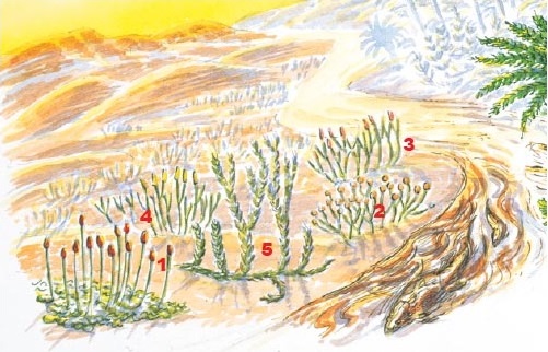 The earliest plants grew in areas like the coastal mud flats of the early Devonian (410 million years ago): the non-vascular bryophyte <em>Sporogonites</em> (1) grows alongside vascular <em>Cooksonia</em> (2), <em>Rhynia</em> (3), <em>Zosterophyllum</em> (4) and <em>Drepanophycus</em> (5). A bottom-dwelling fish searches for food.