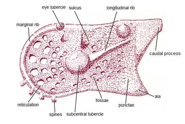 The exterior of an imaginary ostracod showing different types of ornament.