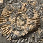 Ammonite p815563