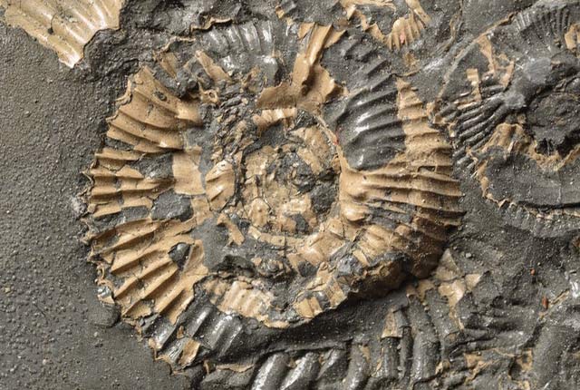 Ammonite p815563