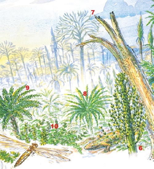 The first forests were the great tropical coal forests of the late Carboniferous (300 million years ago): tree-sized horsetails (<em>Calamites</em> 6), club-mosses (<em>Lepidodendron</em> 7), tree-ferns (<em>Psaronius</em> 8), and the seed ferns (<em>Medullosa</em> 9), rise above an undergrowth of ferns, seed ferns, herbaceous horsetails, like <em>Sphenophyllum</em> (10), and clubmosses. Giant Carboniferous dragonflies and amphibians inhabit the forests.