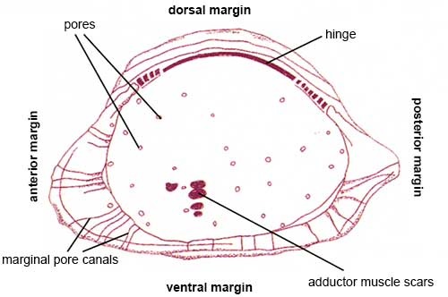 The interior of a species of <em>Cytheropteron</em> from the Quaternary. (Length = 0.6mm).