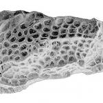 A podocopid ostracod from the mid-Cretaceous, Isocythereis fissicostis fissicostis Triebel, 1940.