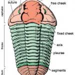 Parts of a trilobite exoskeleton.