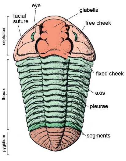 części egzoszkieletu trylobitowego.