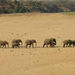African savanna elephants: Fiona Sach/British Geological Survey © UKRI