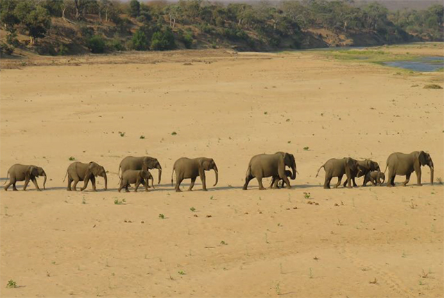 African savanna elephants: Fiona Sach/British Geological Survey © UKRI