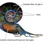 An artist's impression of a simplified cross-section through a 'living' ammonite.