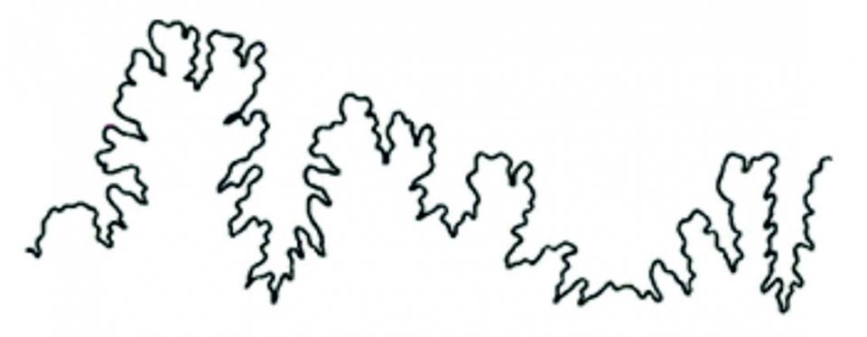 Ammonite suture. The septa of an ammonite had frilled edges: intricate lines, of varying complexity, known as sutures, mark where the septa joined the shell wall.