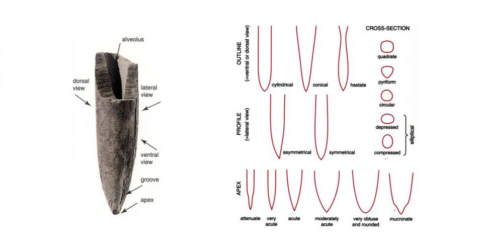 Belemnite morphology showing some descriptive terms.