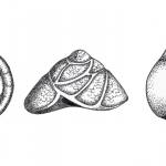 In some types of foraminifera, the chambers are added in a spiral and take a number of forms. Planispiral, like a Catherine wheel: Planispiral Cornuspira (left). Trochospiral, like a tiny snail: Trochospiral Asterigerinata (centre). Streptospiral, where each chamber is half a whorl: Streptospiral Quinqueloculina (right).