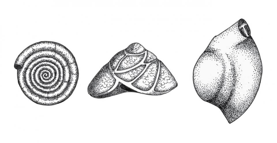 In some types of foraminifera, the chambers are added in a spiral and take a number of forms. Planispiral, like a Catherine wheel: Planispiral Cornuspira (left). Trochospiral, like a tiny snail: Trochospiral Asterigerinata (centre). Streptospiral, where each chamber is half a whorl: Streptospiral Quinqueloculina (right).