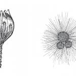 In some types of foraminifera the chambers are complex. Globular Lagena (left). Globular, trochospiral Globigerina (right).