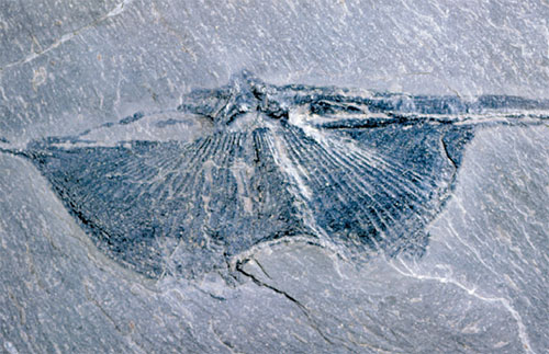 The brachipod Cyrtospirifer verneuili, from slates of Late Devonian age near Delabole in Cornwall, is known as the Delabole butterfly. The naturally wide hinge-line of Cyrtospirifer has been distorted and widened further by the pressures in the Earth's crust that led to the formation of the slates themselves.
