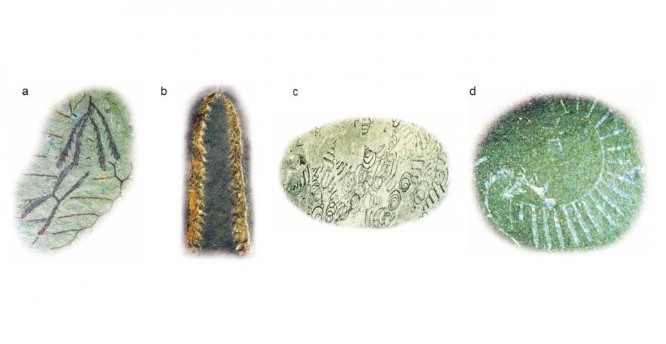 a) The stipes of Orthograptuswere fused ‘back-to-back’ (i.e. scandent). b) Some later types of diplograptids became partly ‘unzipped’, like the Y-shaped Dicranograptus (the biserial part is 5mm long). c) Spirograptus turriculatuswas coiled or spring-like d) Rastriteshad a curved stipe with long thecae up to 3mm long