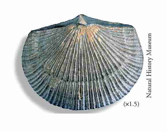 Arriba 80+ imagen brachiopods fossil
