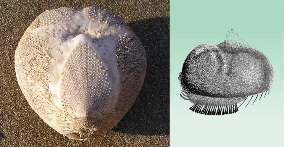 Left: Echinocardium cordatum (Pennant, 1777) recent; also known as the sea potato. Its bristle-like spines on its underside are used for burrowing. ©Creative commons, Cwmhiraeth. Right: artist’s interpretation.