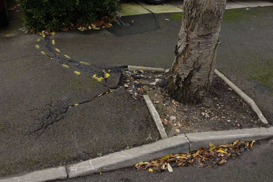 Tree root causing cracking in a pavement