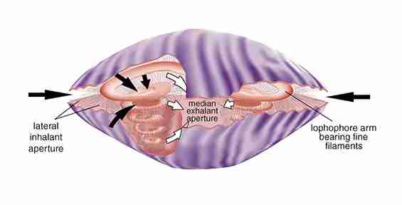 The filter-feeding mechanism of a living brachiopod.