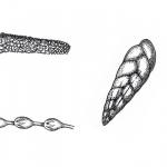 In some types of foraminifera, the chambers are added in a spiral and take a number of forms. The simplest is a sphere or a tube with an aperture (an opening) at one end: Tubular Rhizammina (top left). Chambers may be added in a single row, like a string of beads (uniserial): Uniserial Nodosaria (bottom left). Two rows of chambers (biserial): Biserial Loxostomum (centre). Three rows (triserial): Triserial Bulimina (far right).