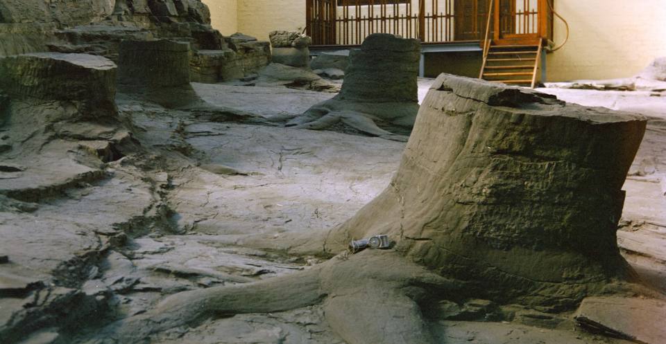 The Fossil Grove', Victoria Park, Whiteinch, Glasgow. Natural casts of lower rooted portions of Lepidodendron trees, of Lower Carboniferous age.