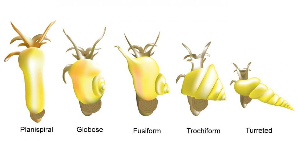 Gastropod shells take on a variety of shapes.