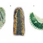 Graptoloids were all planktonic, had only one kind of theca and may have been hermaphrodites. Dichograptids flourished in the early Ordovician. Their stipes were few and arranged in various ways: e.g. stretched out sideways (horizontal), hanging down (pendant) or turned upwards (reclined). Tetragraptus had four horizontal or pendant stipes (a). Didymograptus had two pendant stipes (b). Isograptus had reclined stipes (and a long nema extending above the sicula) (c).