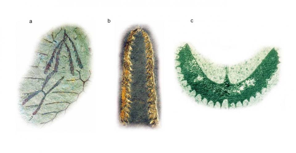 Graptoloids were all planktonic, had only one kind of theca and may have been hermaphrodites. Dichograptids flourished in the early Ordovician. Their stipes were few and arranged in various ways: e.g. stretched out sideways (horizontal), hanging down (pendant) or turned upwards (reclined). Tetragraptus had four horizontal or pendant stipes (a). Didymograptus had two pendant stipes (b). Isograptus had reclined stipes (and a long nema extending above the sicula) (c).