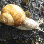 The Roman or edible snail (Helix pomatia), Britain's largest land snail, grows up to 10 cm in length. Snails were one of the favourite foods of the Roman gourmet and they appeared on the menus of feasts marking special occasions. It was a Roman called Fulvius Lupinus who first discovered that snails tasted best when they were fattened up on milk until they became so large that they could not retract into their shell.