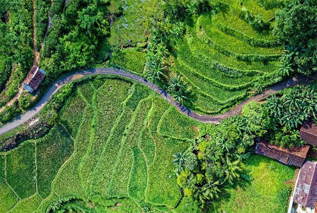 Indonesian rice fields